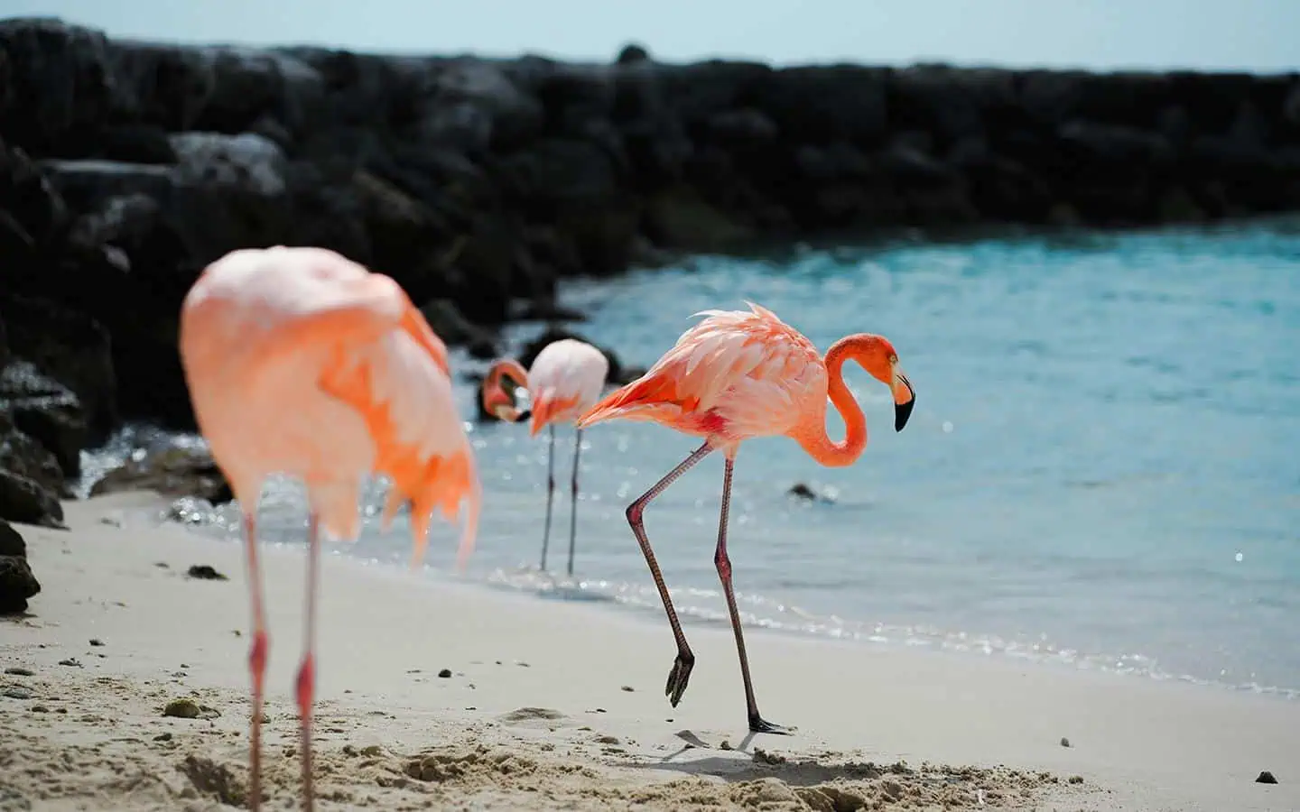 Flamengos en Aruba. (Foto: Liam)